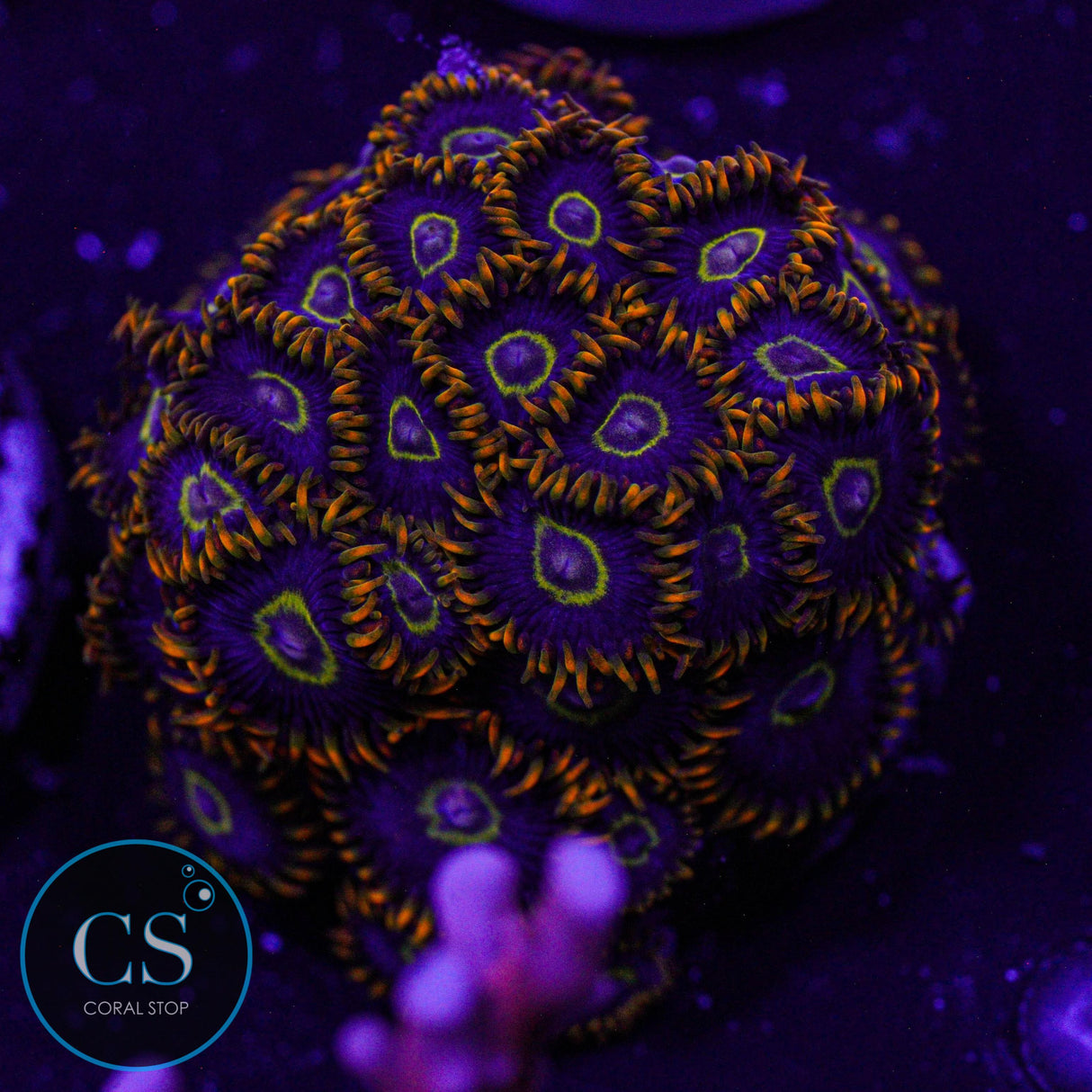 Rainbow Hornet Zoa