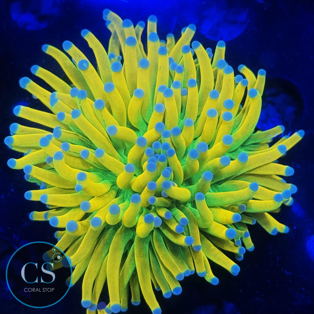 ULTIMATE BANANA GRAIL TORCH