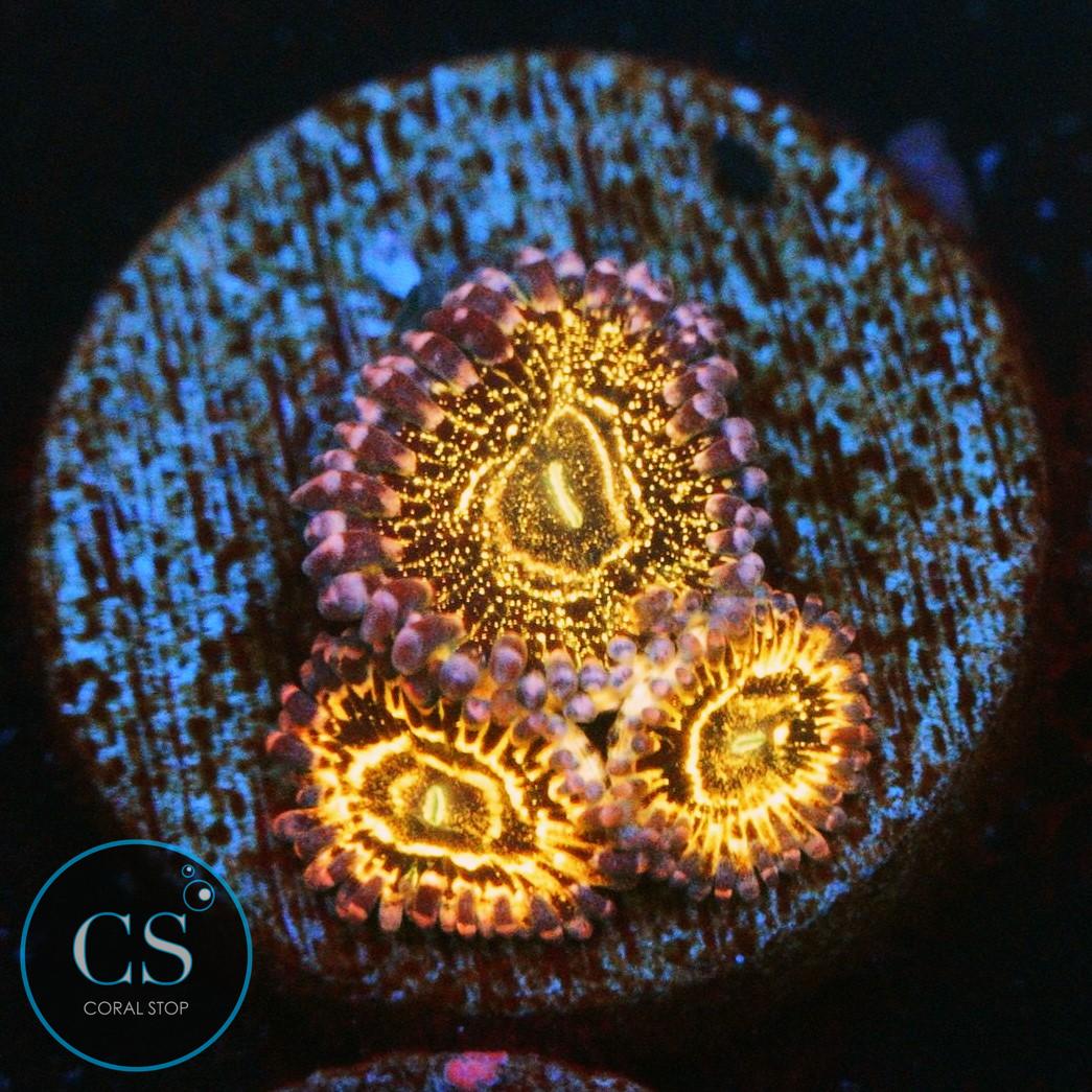 STRATOSPHERE ZOAS
