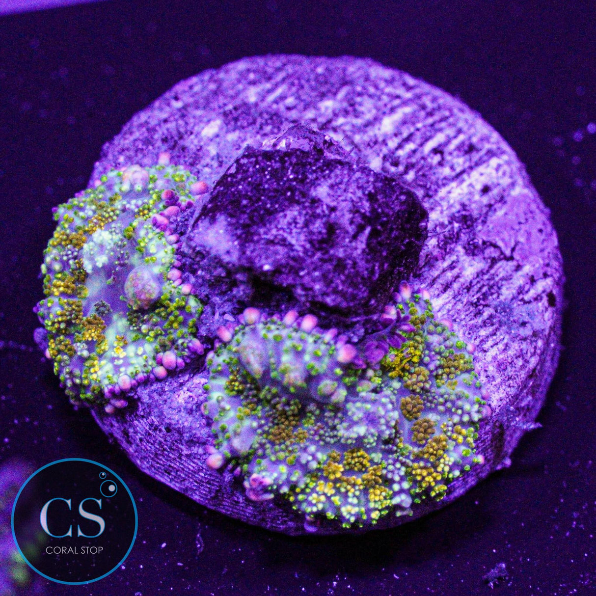 Gonzo Gold Dragon Bounce Mushroom