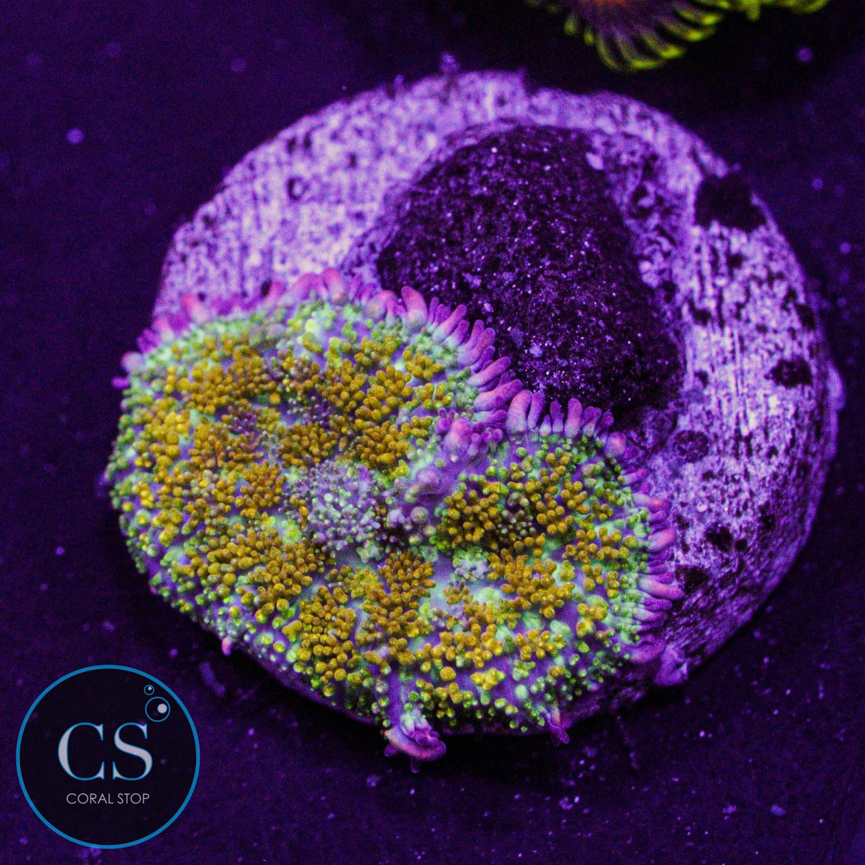 Gonzo Gold Dragon Bounce Mushroom
