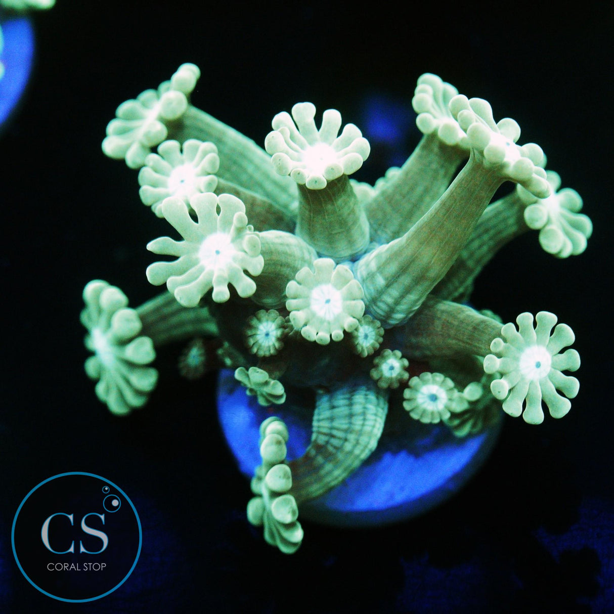 GREEN ALVEOPORA