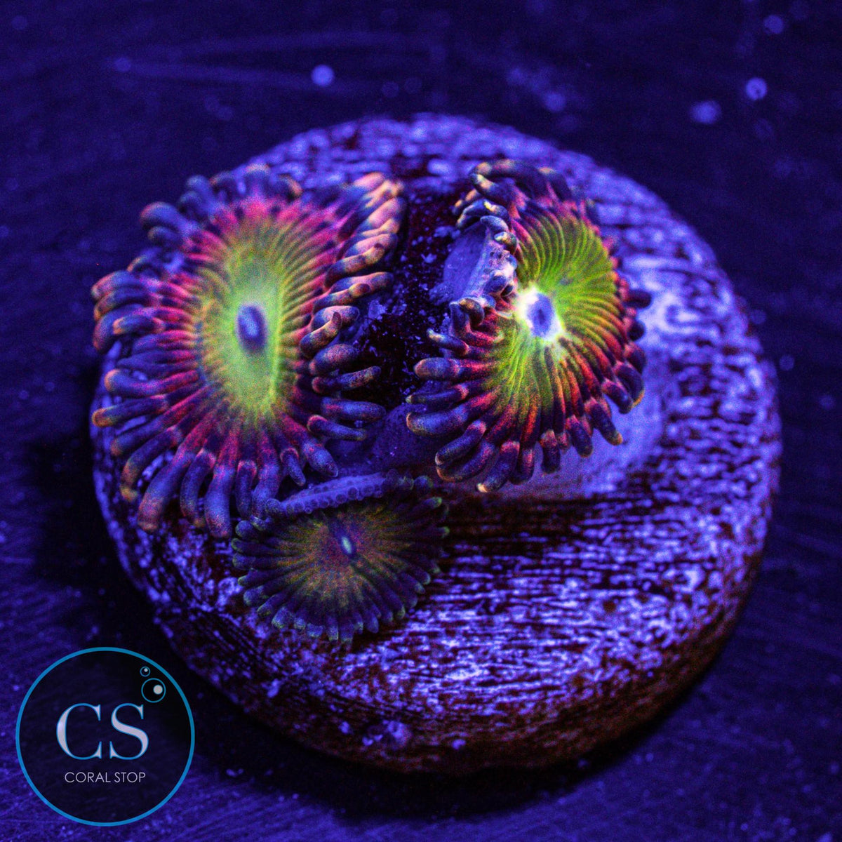 GB Rainbow Troll Zoa