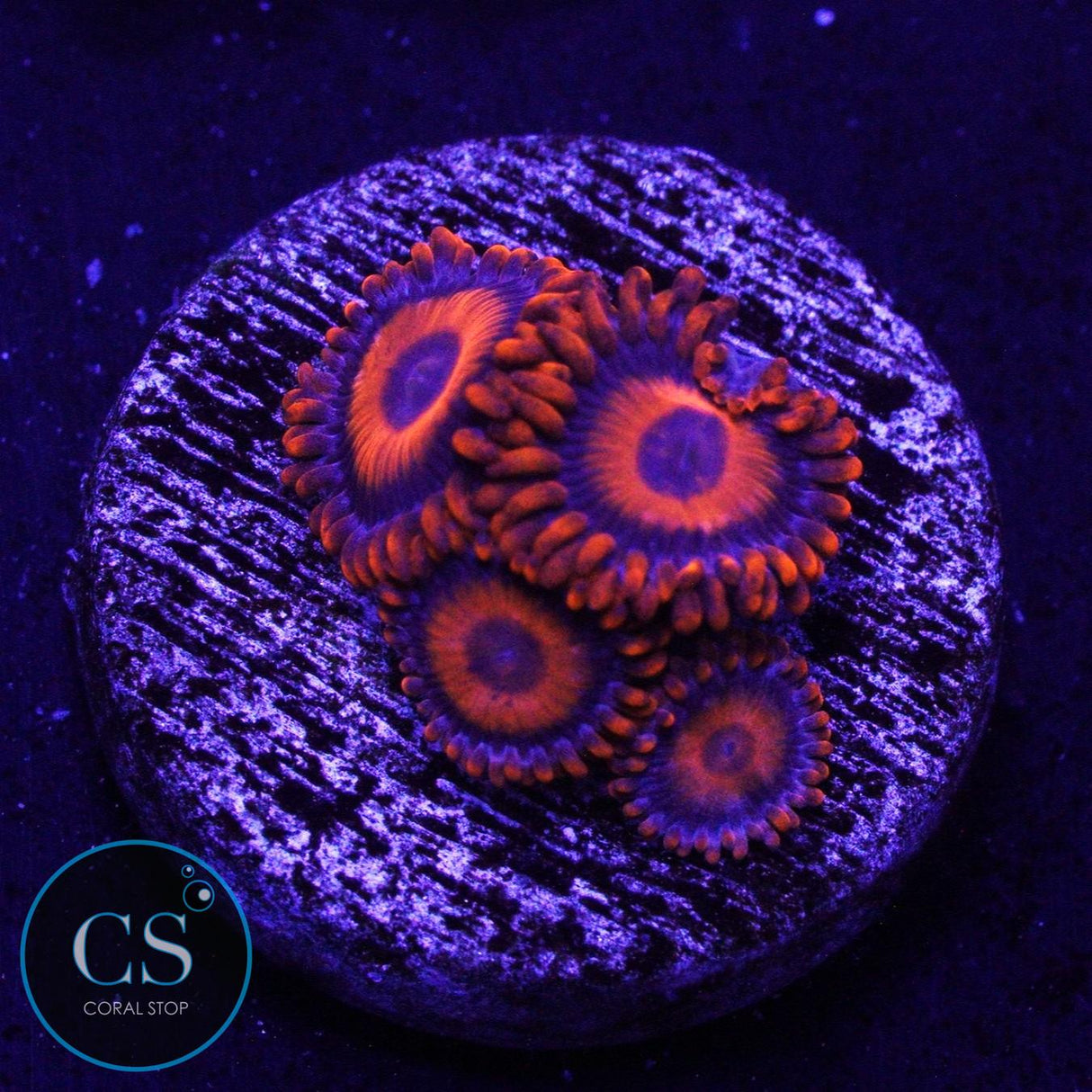 ORANGE OXIDE ZOA