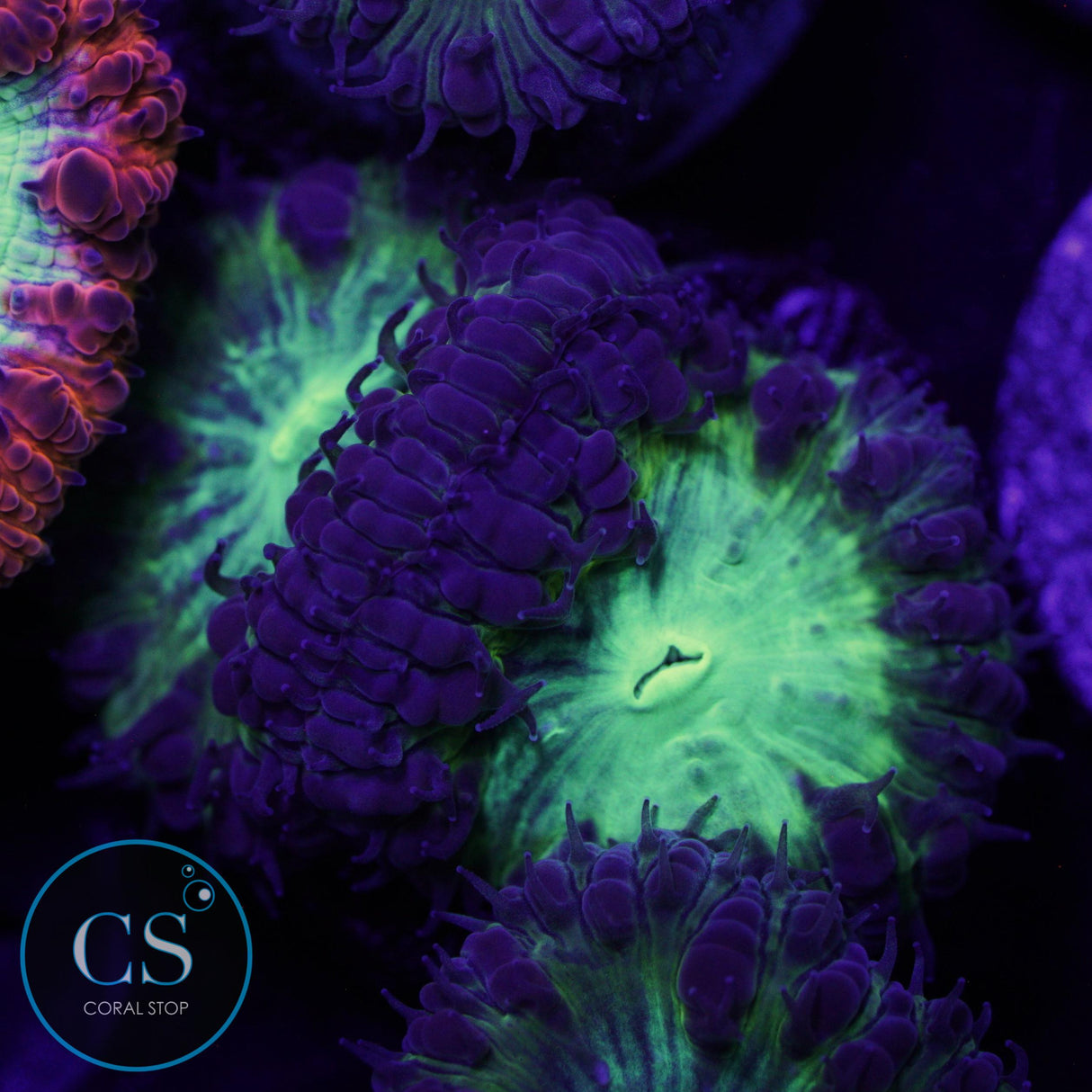 CS CITY PULSE BLASTO