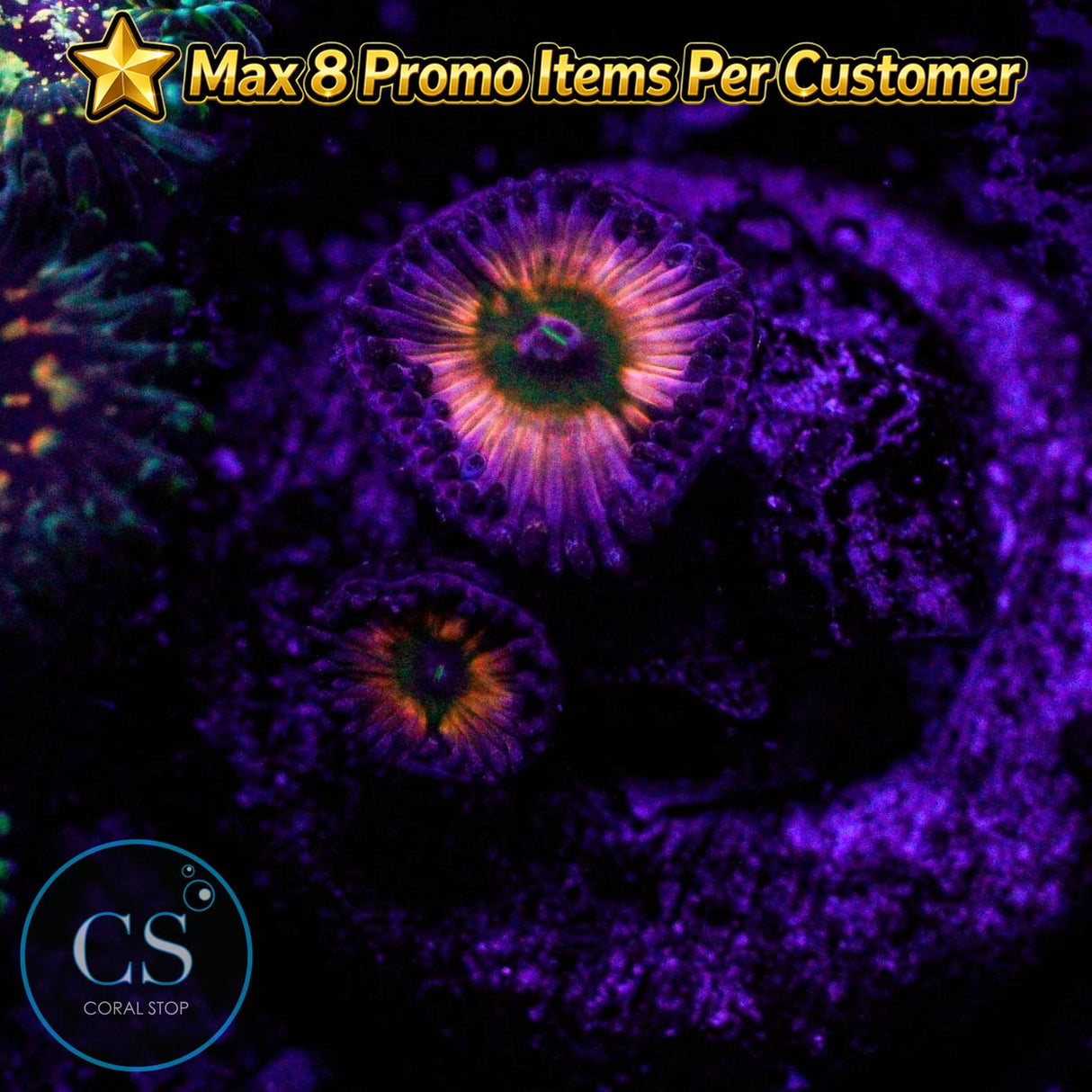 JF Rainbow Infusion Zoa