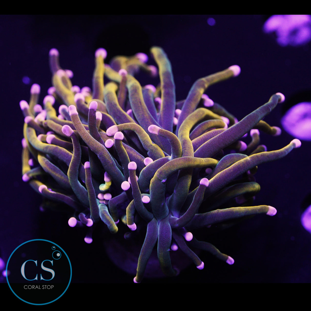 Ultra Rapunzel Gold Torch