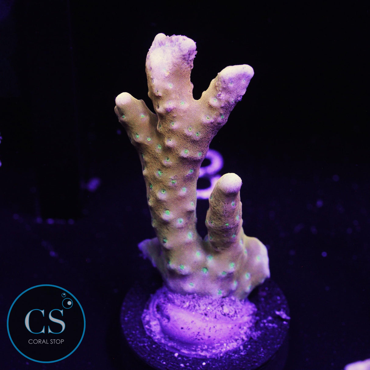 RR Tropicana Anacropora