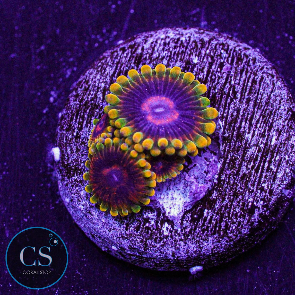 Jedi Mind Trick Zoa
