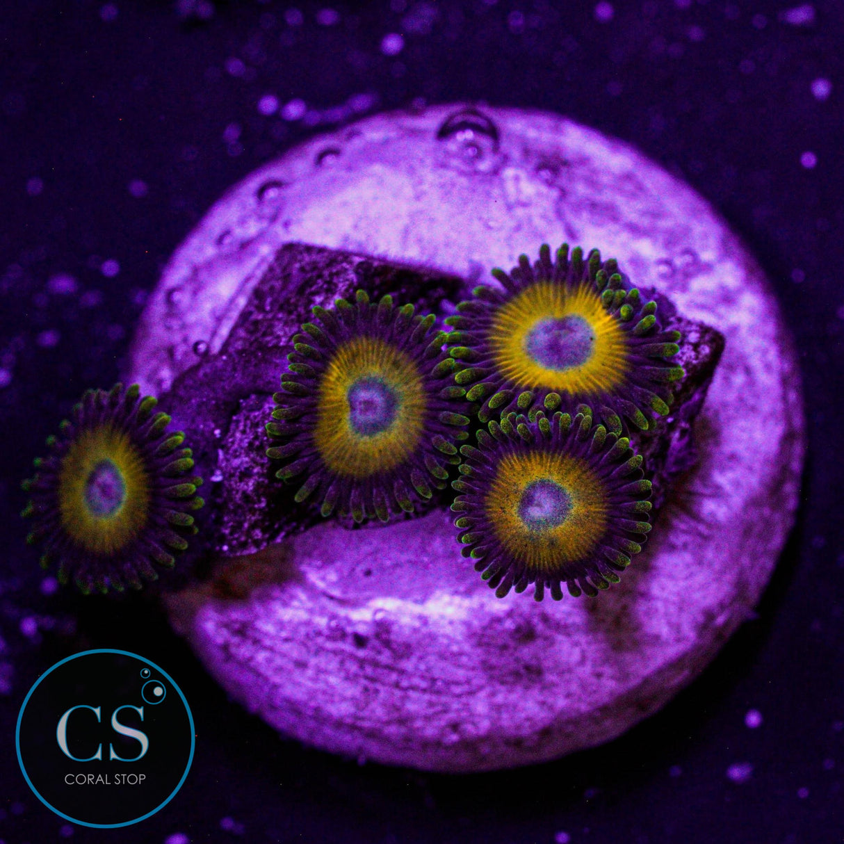 Scrambled Eggs Zoa
