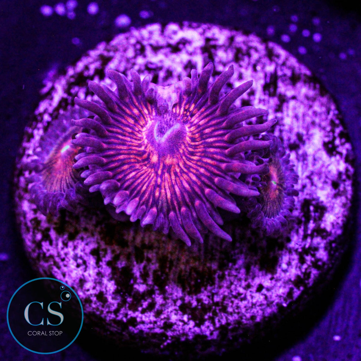 CS Creepy Crawler Zoa