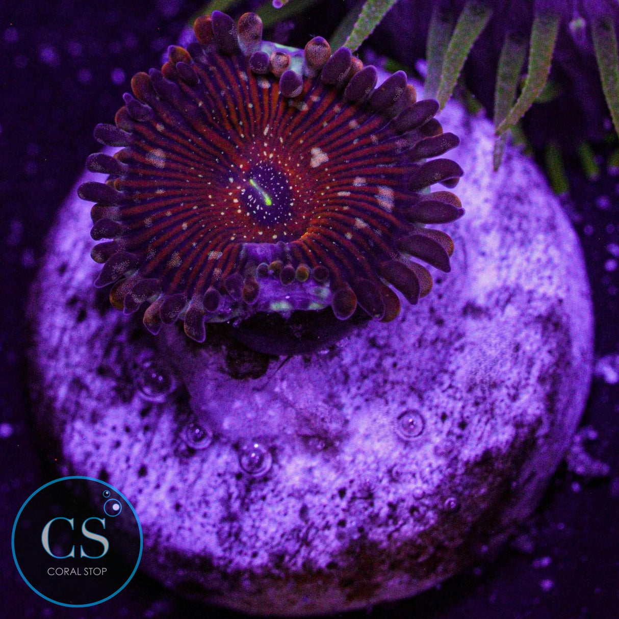Salted Agave Zoa