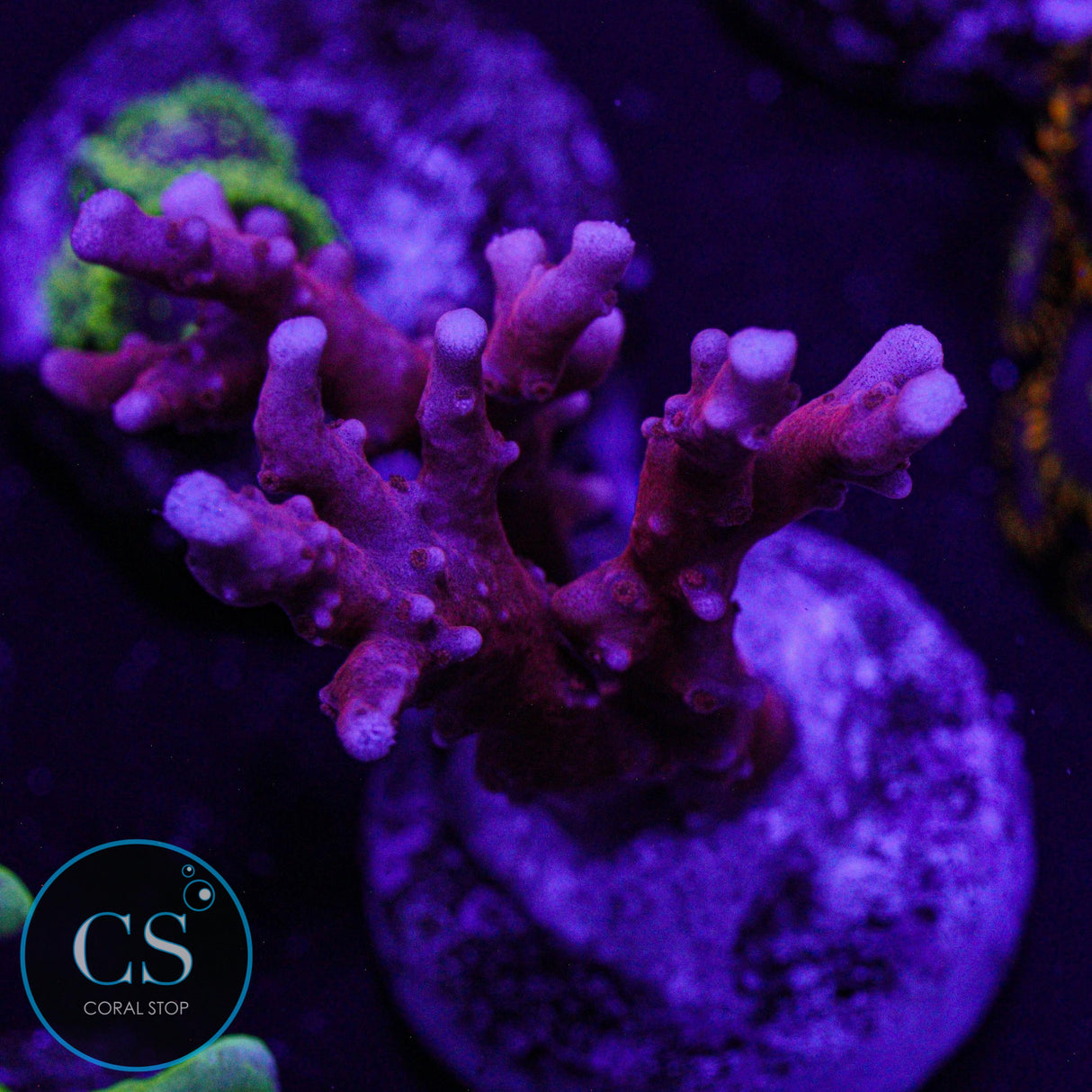 JF TNT Anacropora