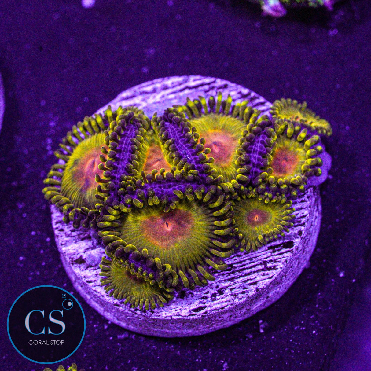 WWC Golden Godz Zoa