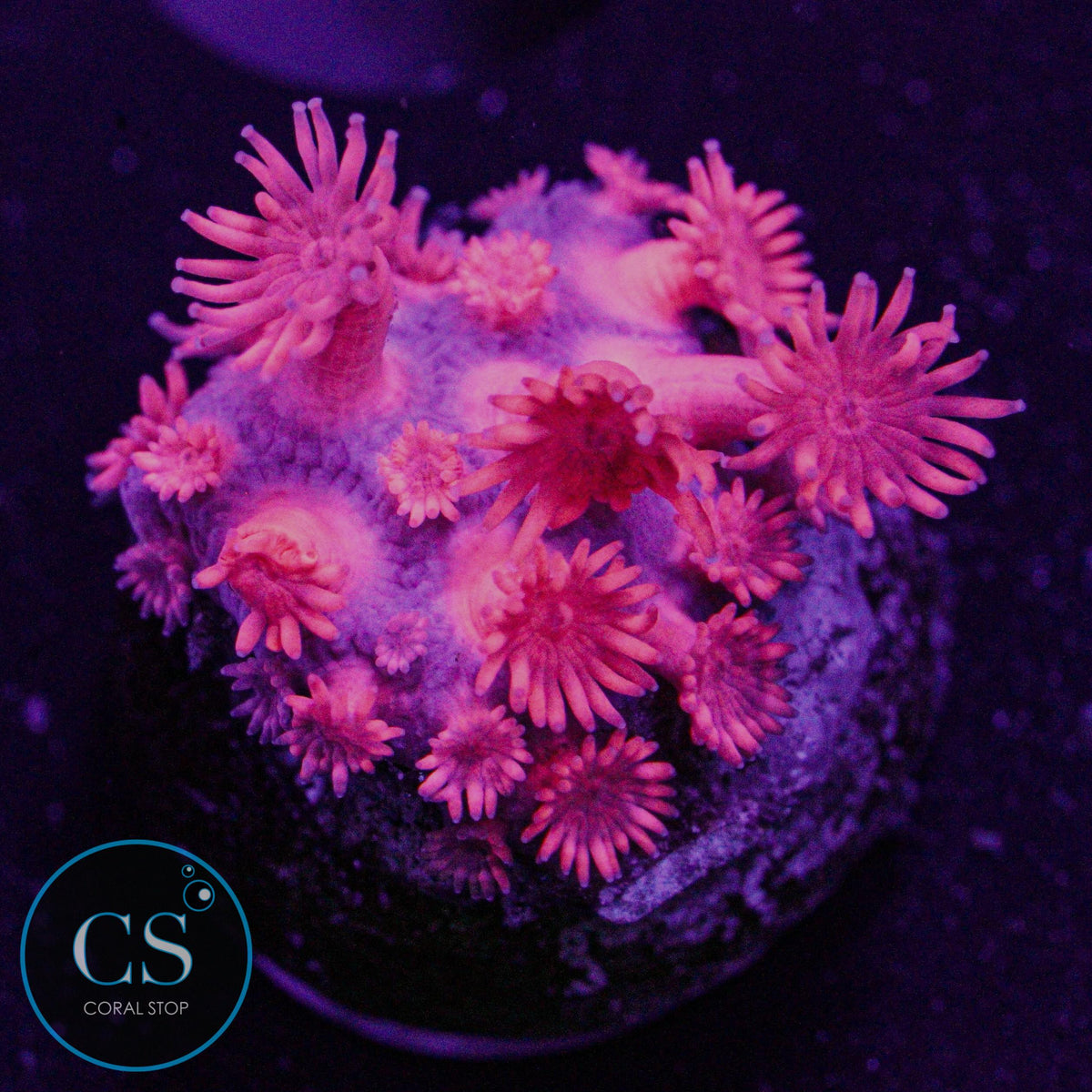 Fuchsia Red Goni
