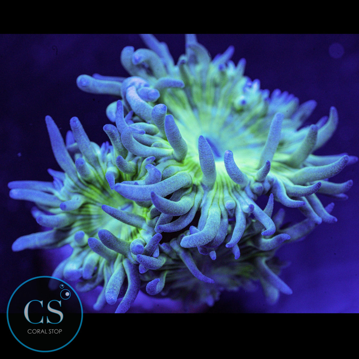Duncan Coral