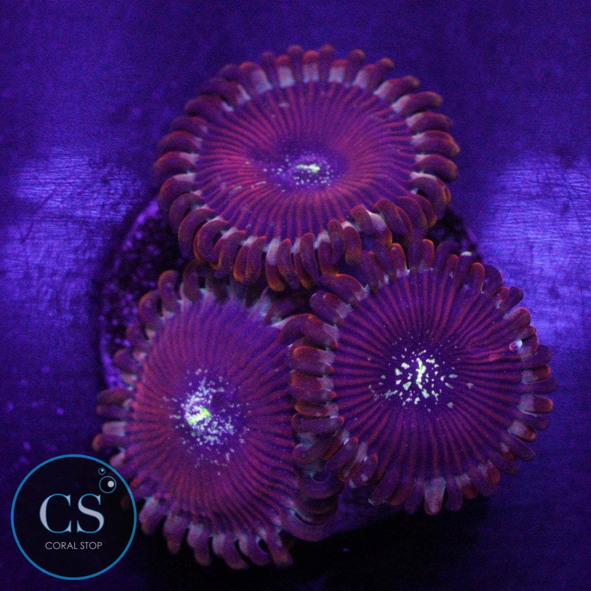 ULTRA MAGICIAN ZOA