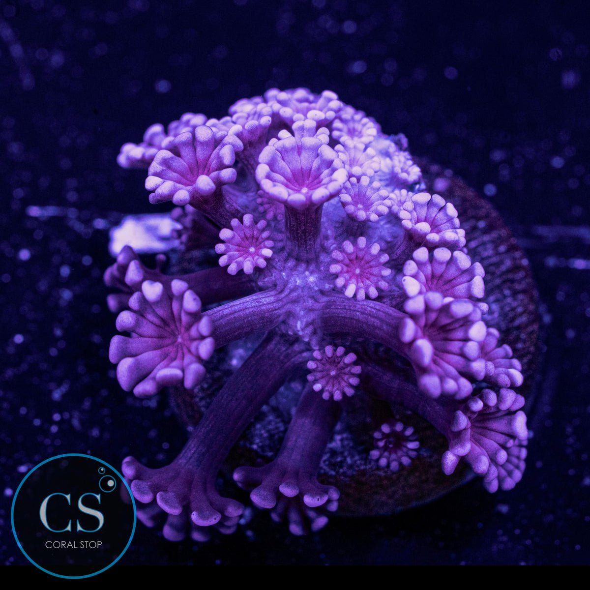 Rare Red Alveopora