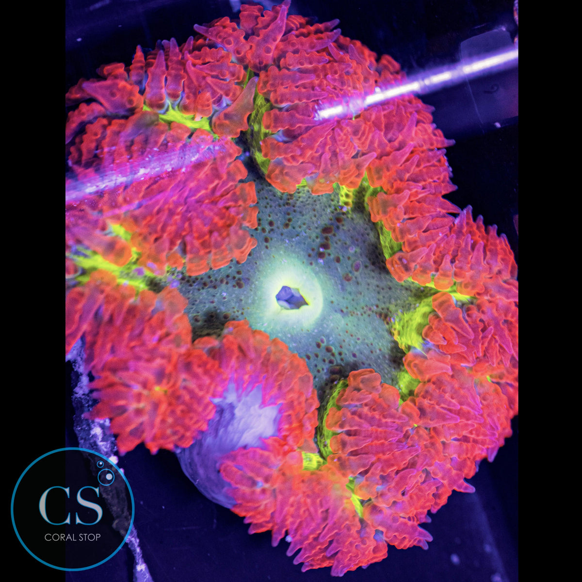 McDonald's Rock Flower Anemone