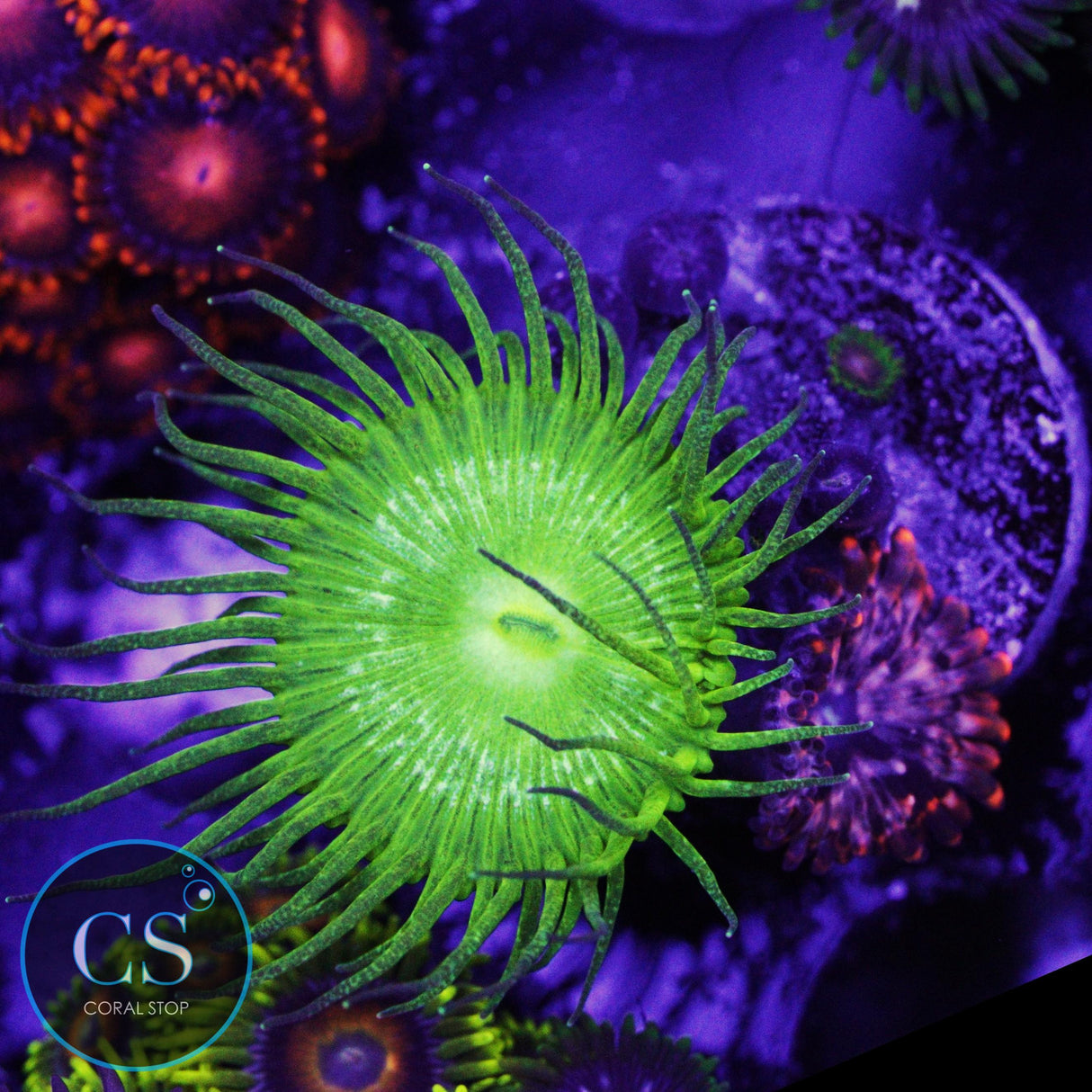 Combo Zoa
