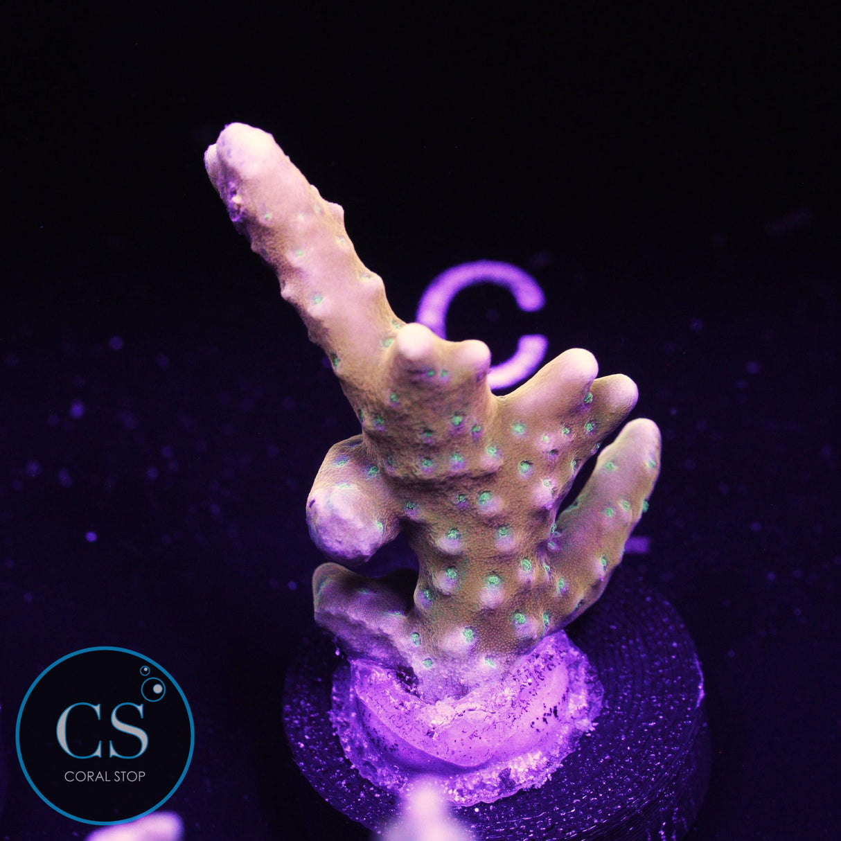 RR Tropicana Anacropora