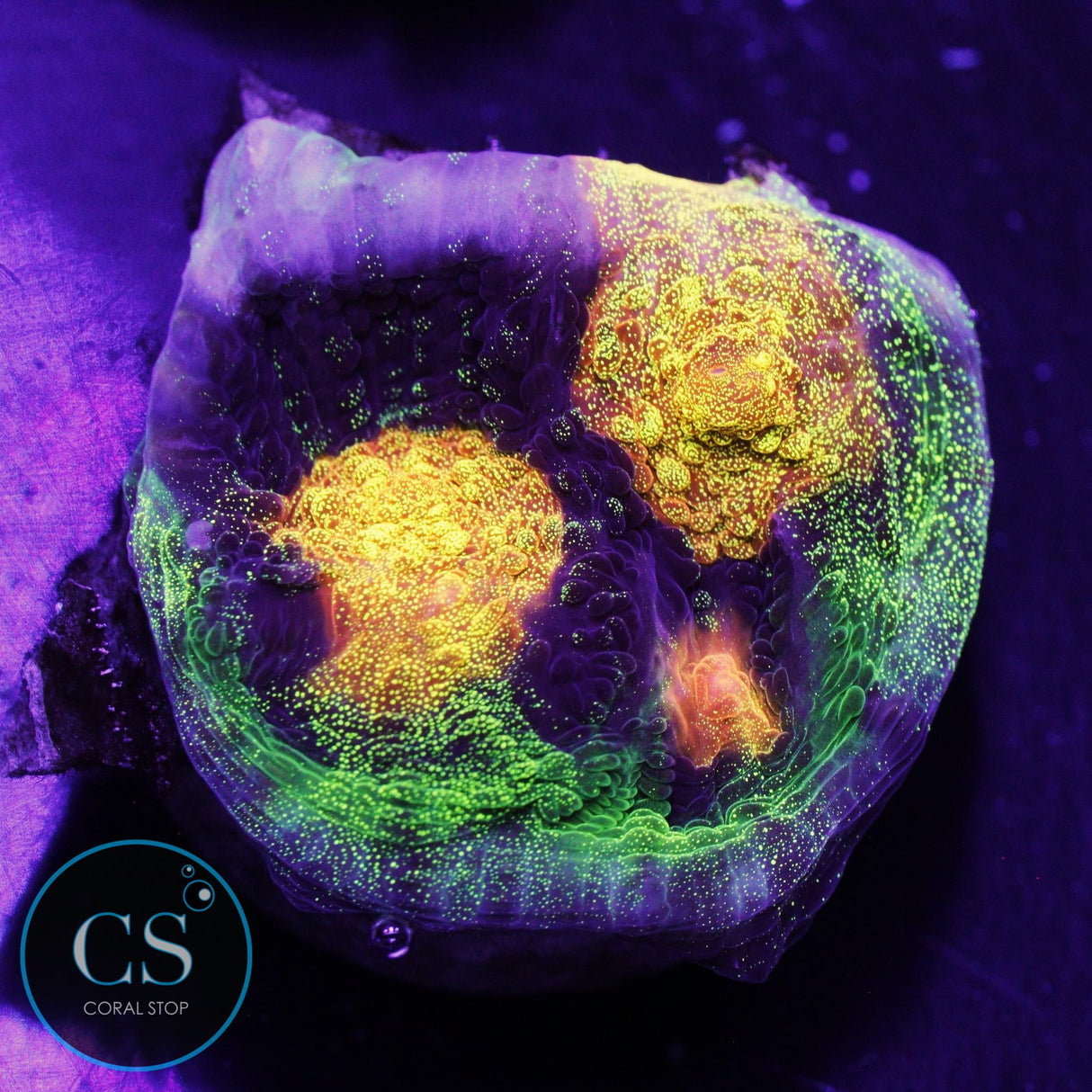 JF Raja Rampage Chalice