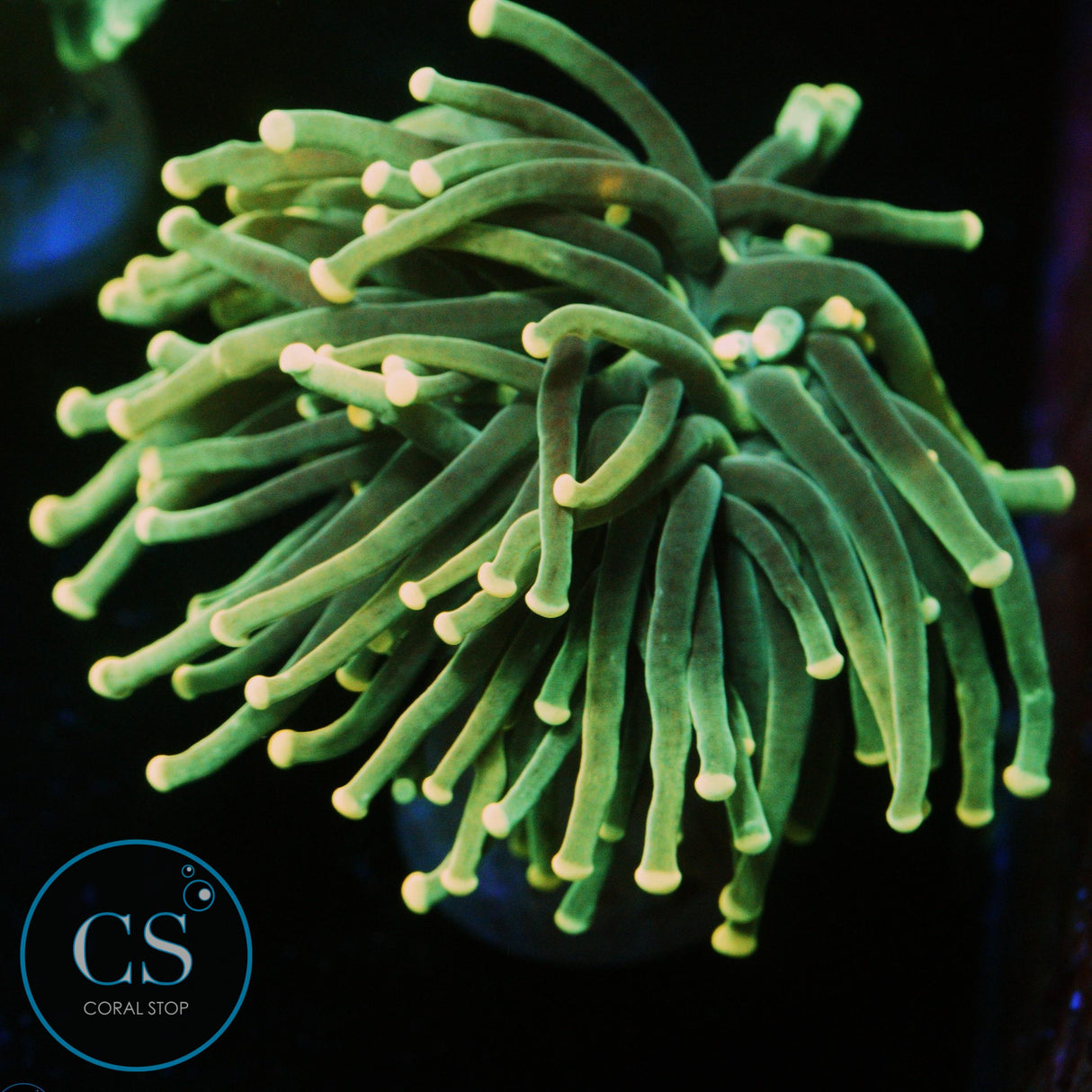 SUN-KISSED LEPRECHAUN TORCH