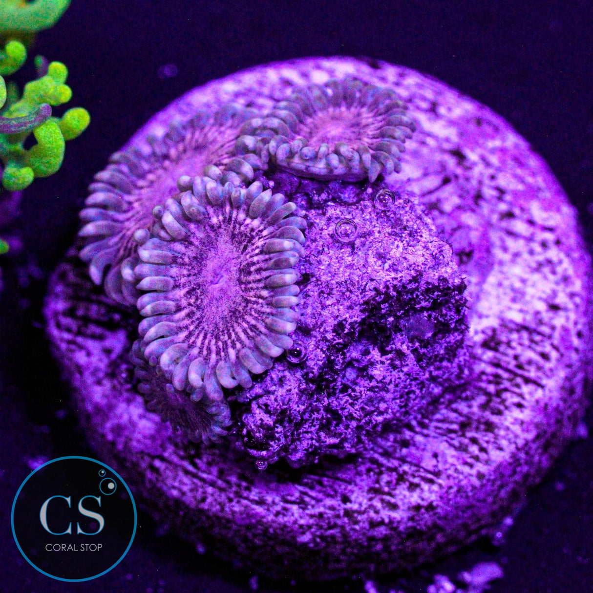 Guano Zoa