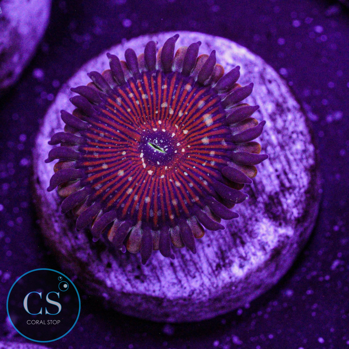 Salted Agave Zoa