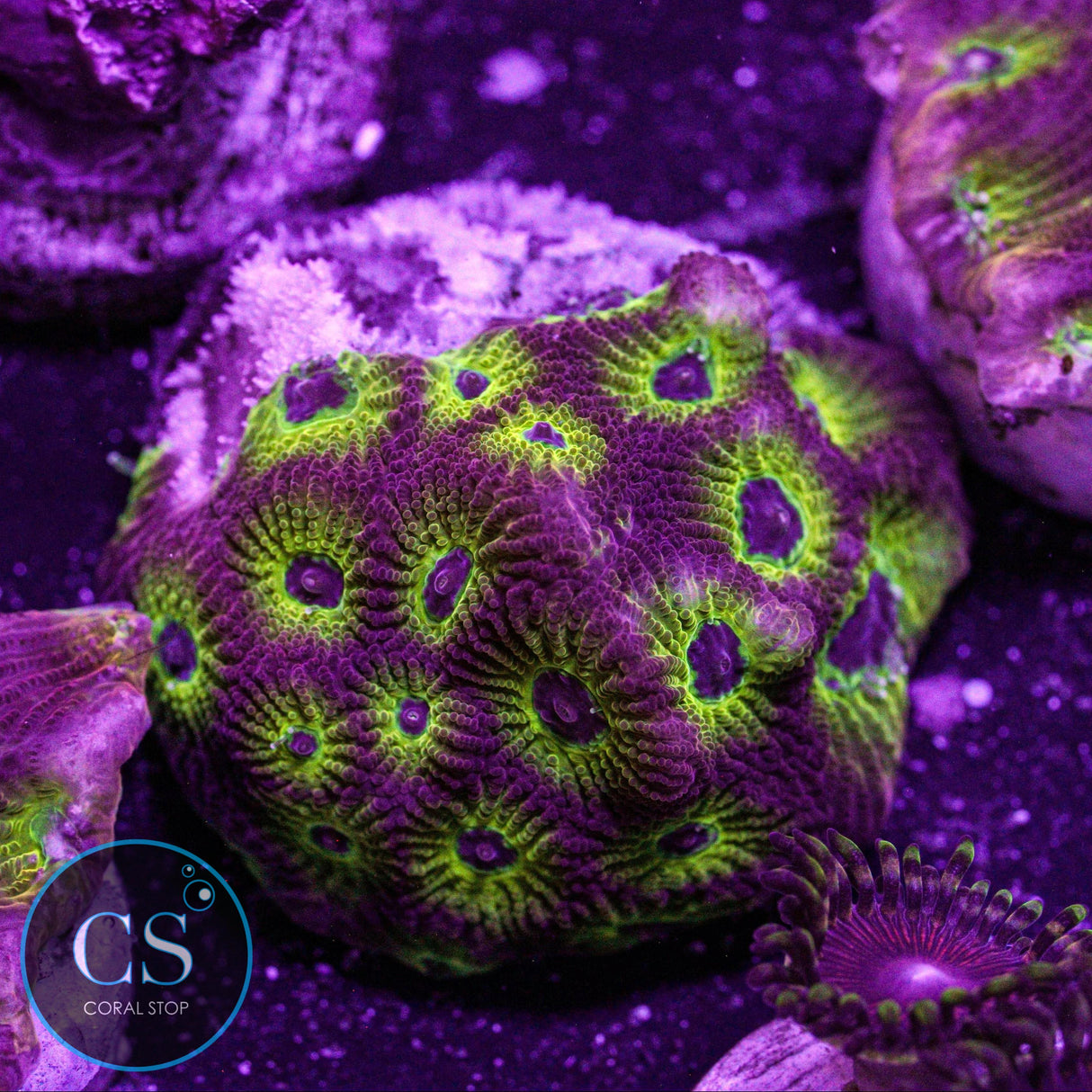 JF Spicy Lemon Favia