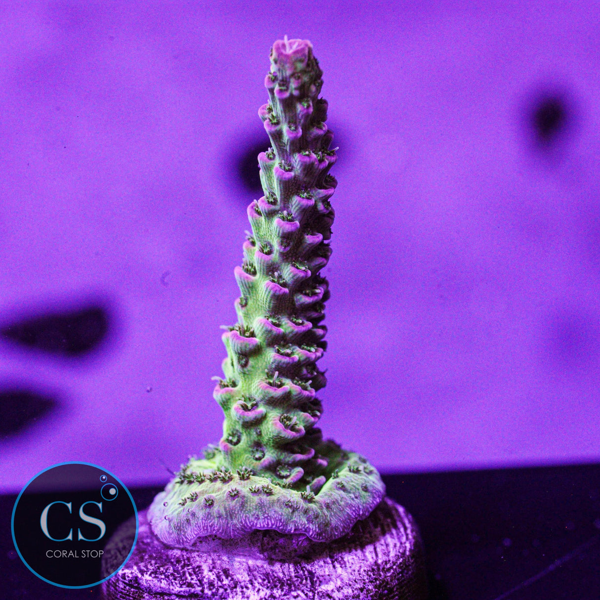 TCK Skywalker Acro
