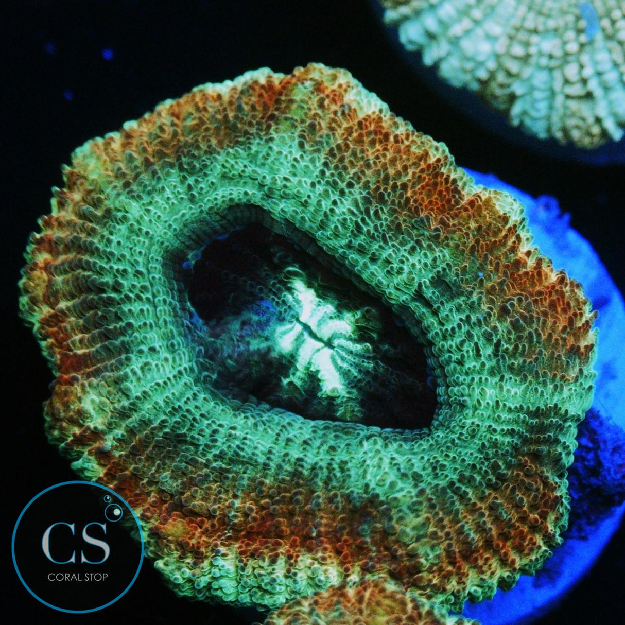 TEENAGE MUTANT NINJA TURTLES  ASIAN ACAN