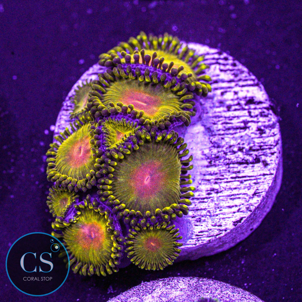 WWC Golden Godz Zoa