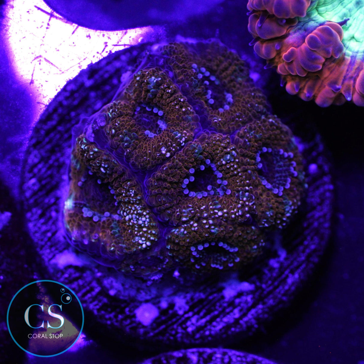 PEPPERMINT MICROMUSSA