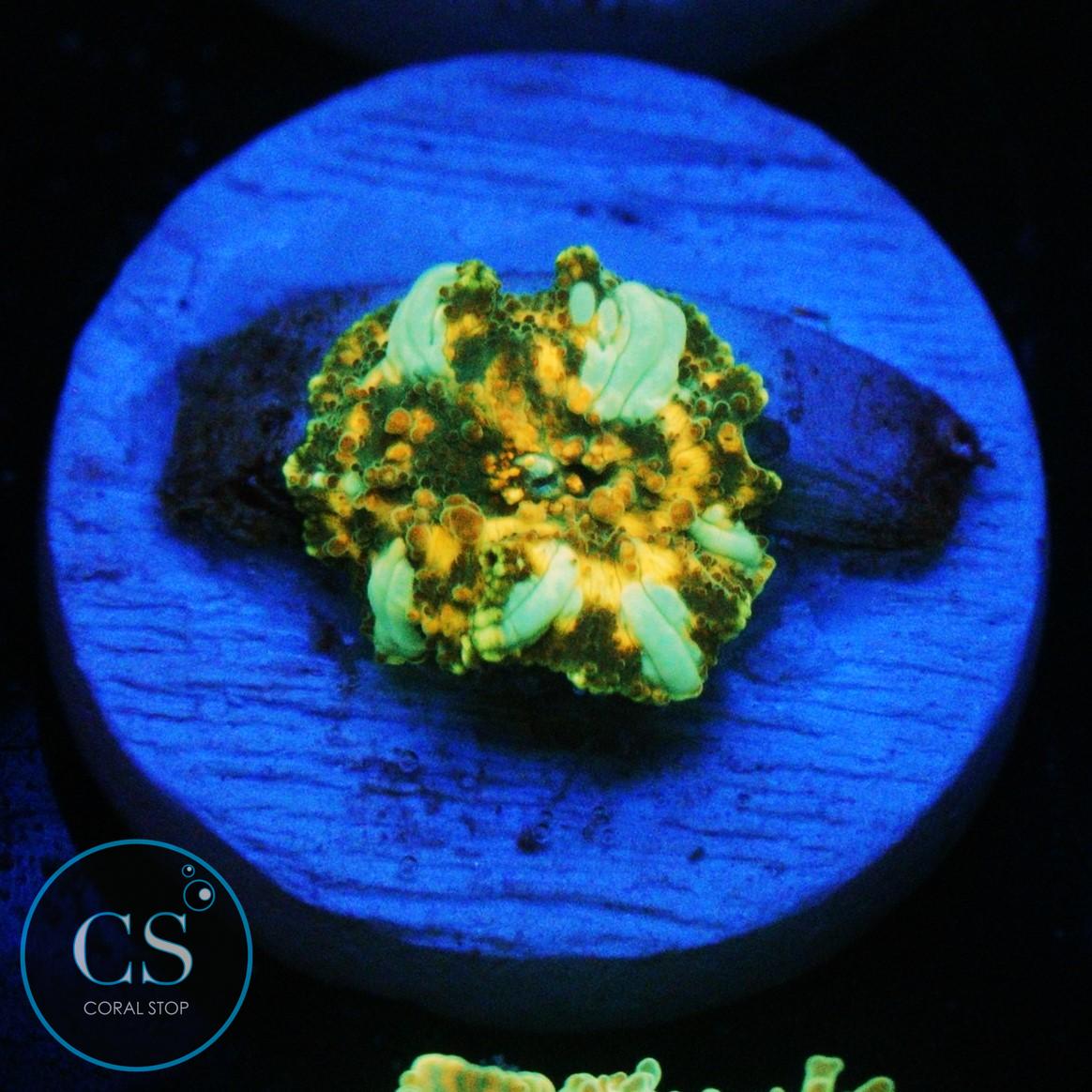 GOLDEN DRAGON LADY BOUNCE MUSHROOM