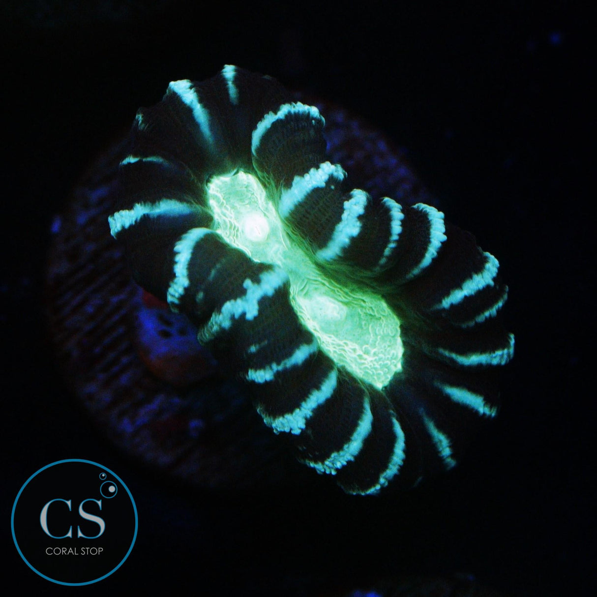 ALIEN EYE CANDY CANE