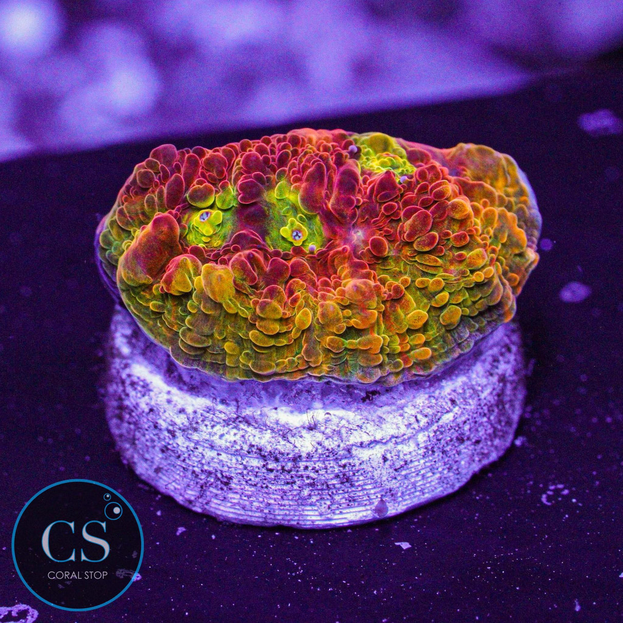 CS New Release Flaming Ferrari Chalice