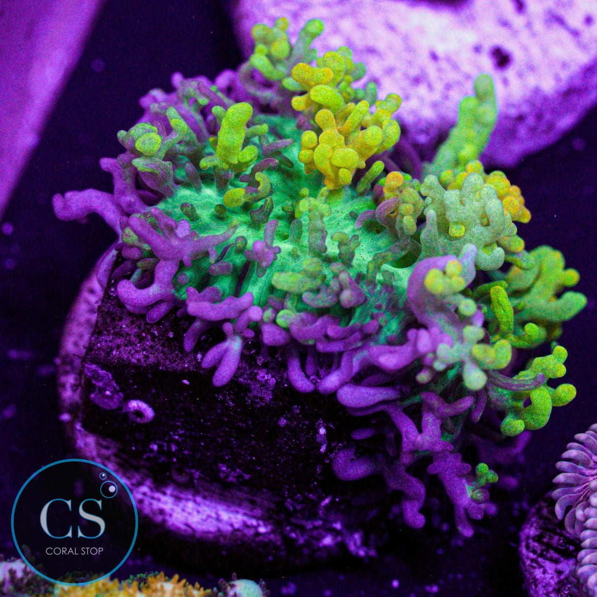CC Magic Carpet Hairy Mushroom
