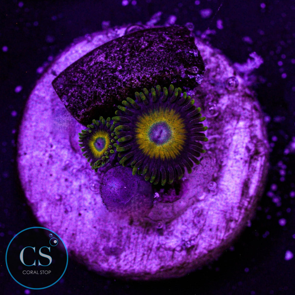 Scrambled Eggs Zoa