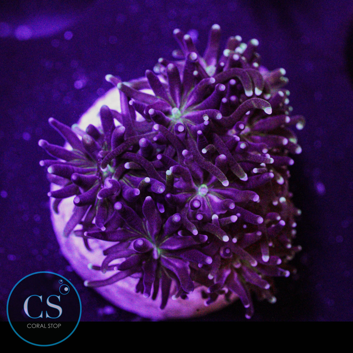 Bicolor Galaxea