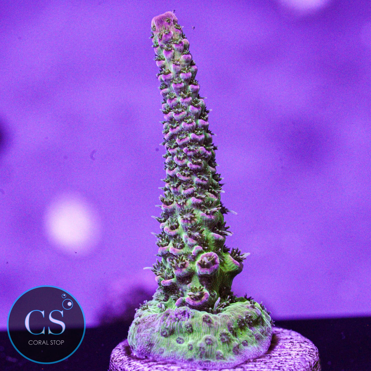 TCK Skywalker Acro