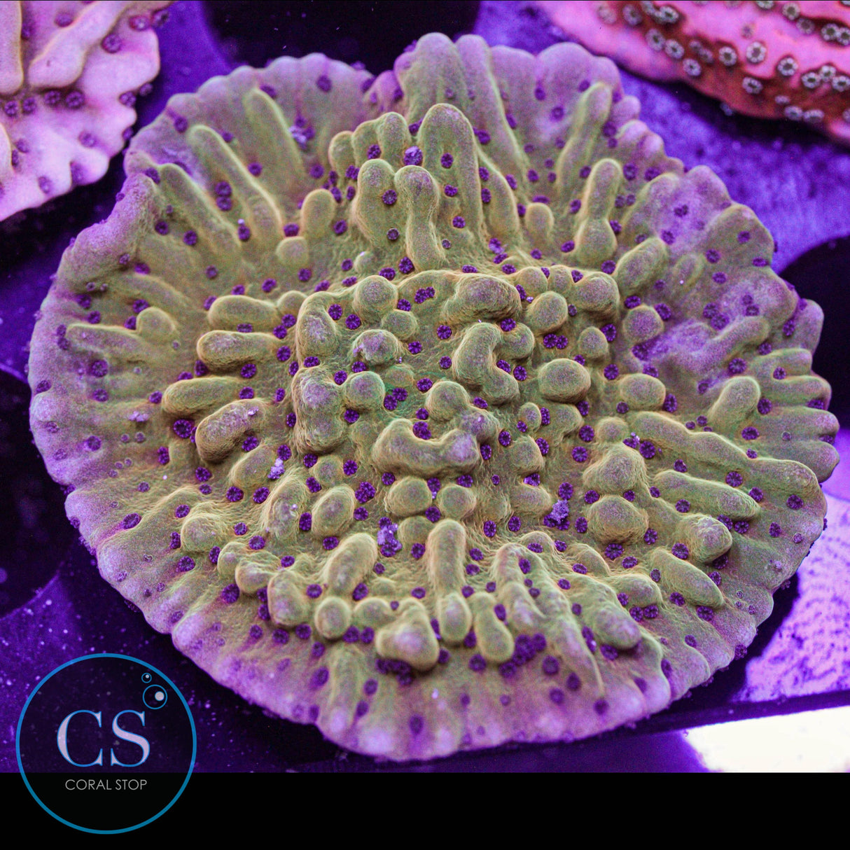 JF Scatter Brain Montipora