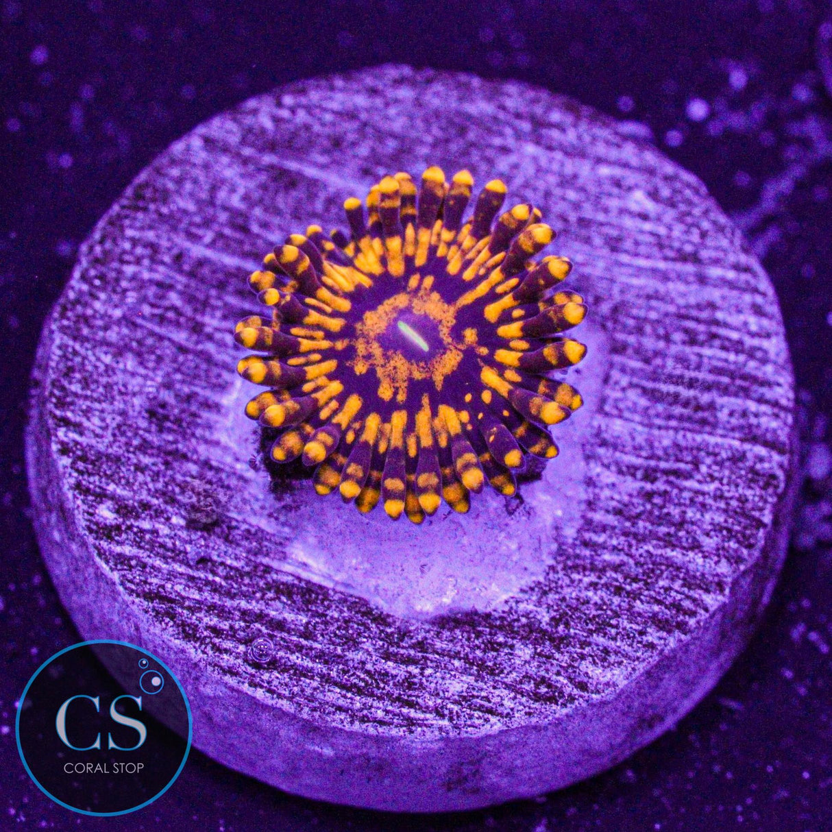 Spellbinder Zoa