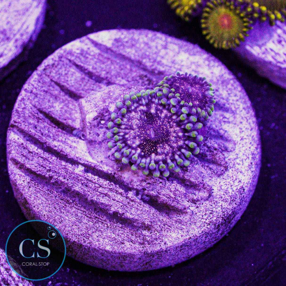 Rose Nebula Zoa