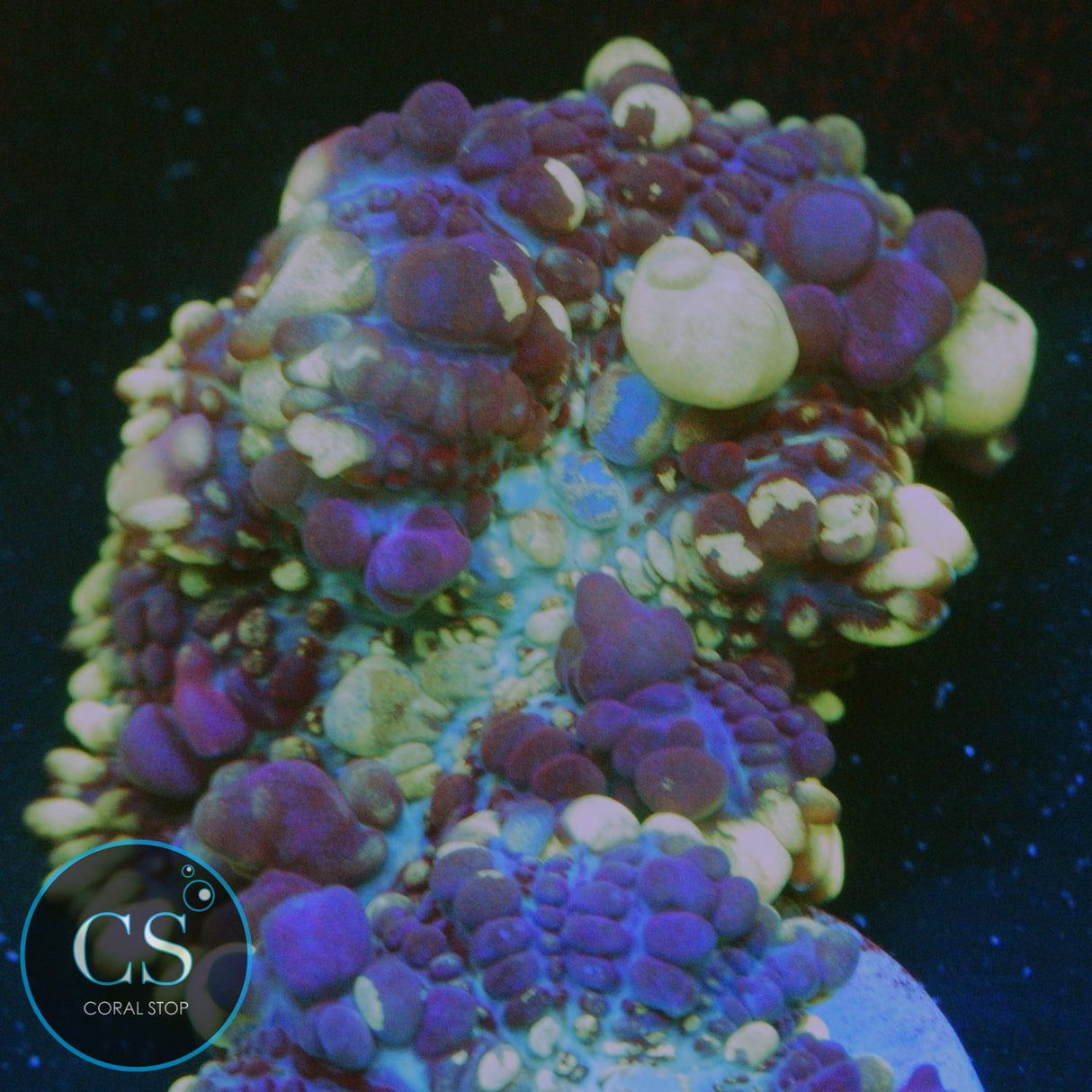 CS GRIMACE BOUNCE MUSHROOM