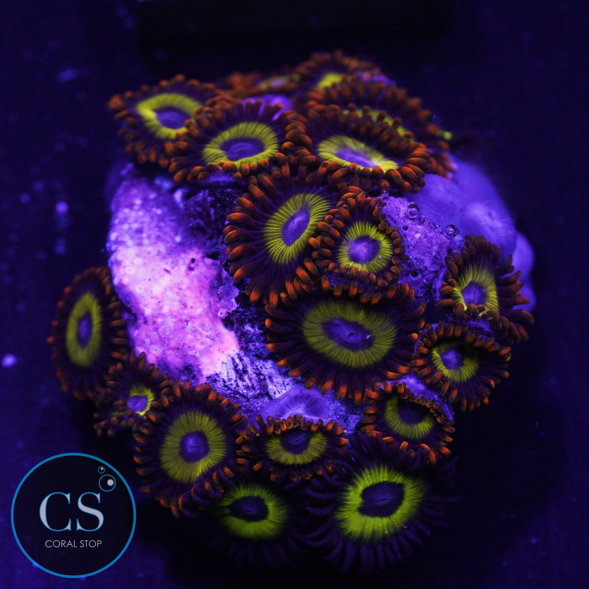 Fruit Loops Zoa