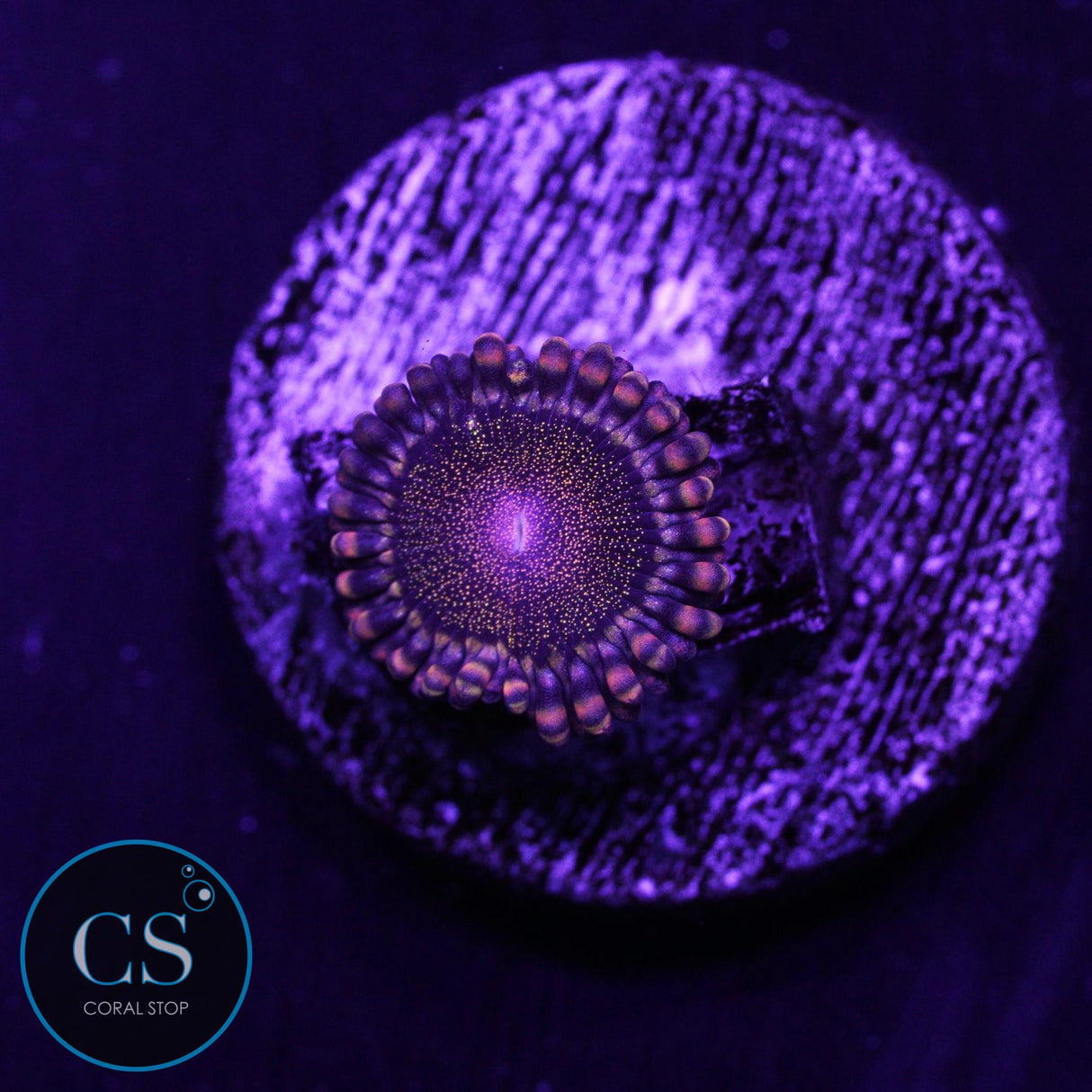 CS Orange Deathstar Zoa