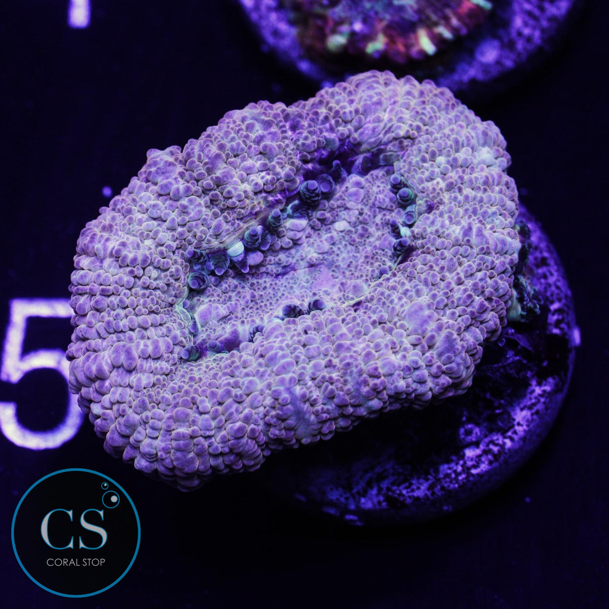 Banana Cream Asian Acan