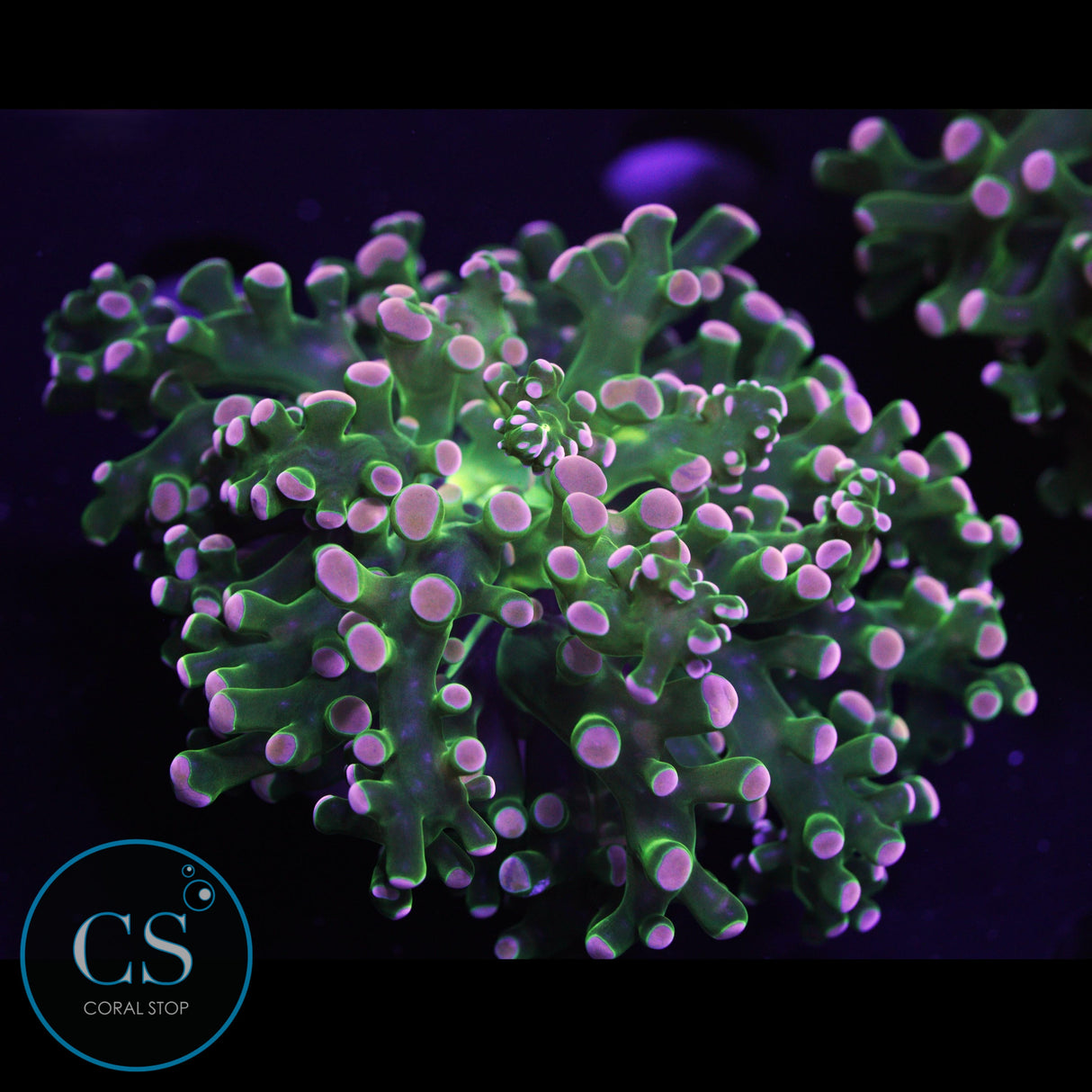 Rare Pink Tip Bright Green Frogspawn