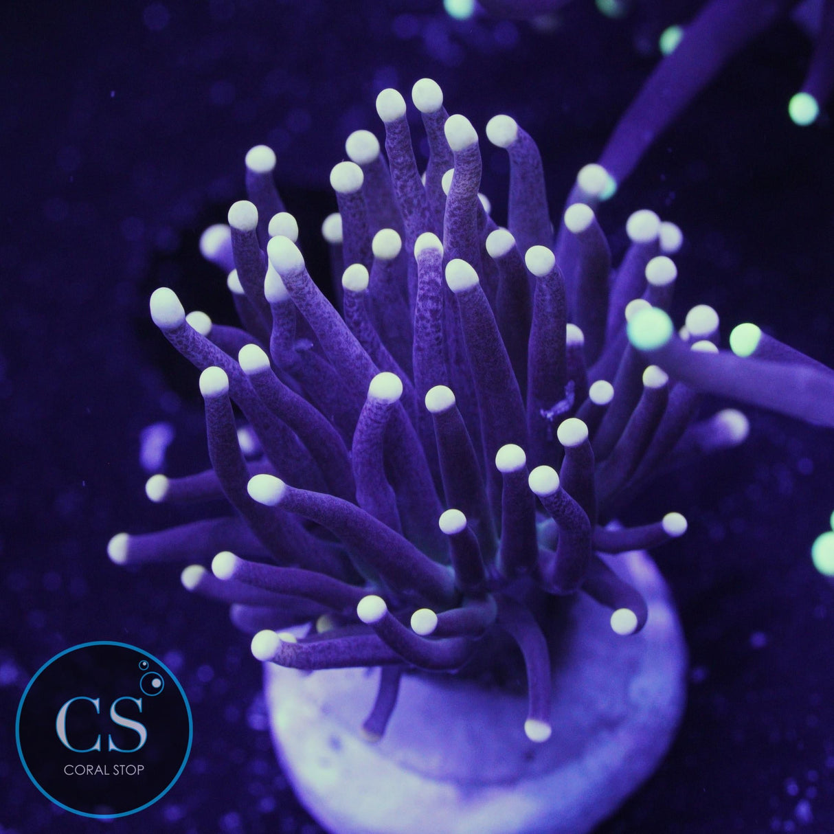 Miami Hurricane Torch